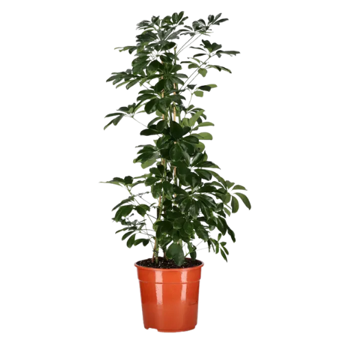 Japandi planter paraplytre